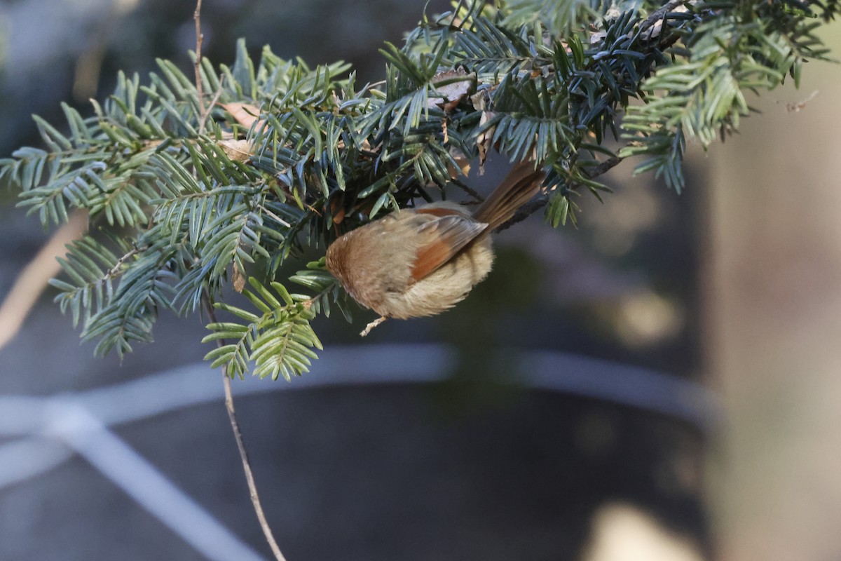 sýkořík vínoprsý - ML628115537