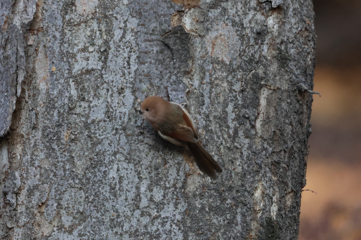 sýkořík vínoprsý - ML628115538