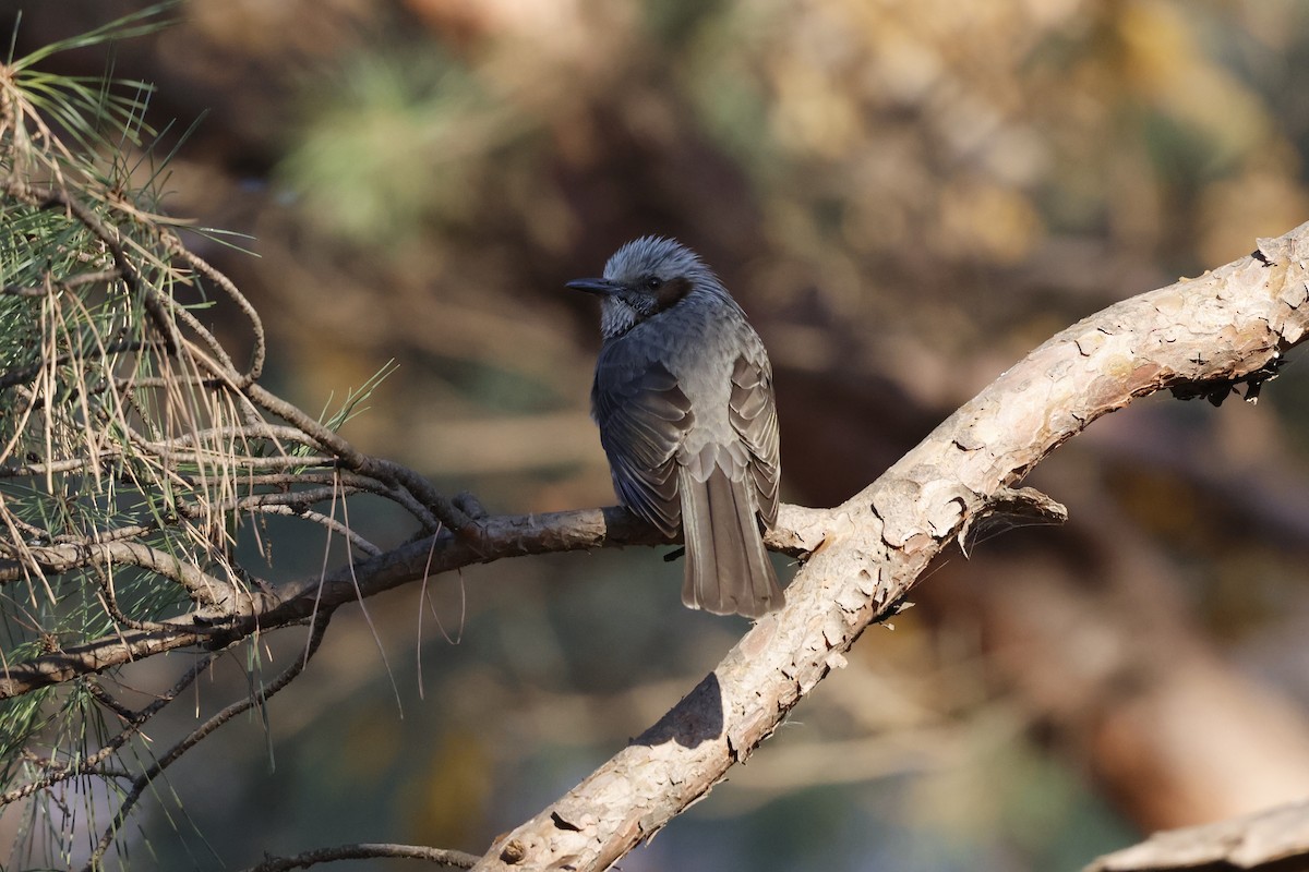 Brown-eared Bulbul - ML628115559