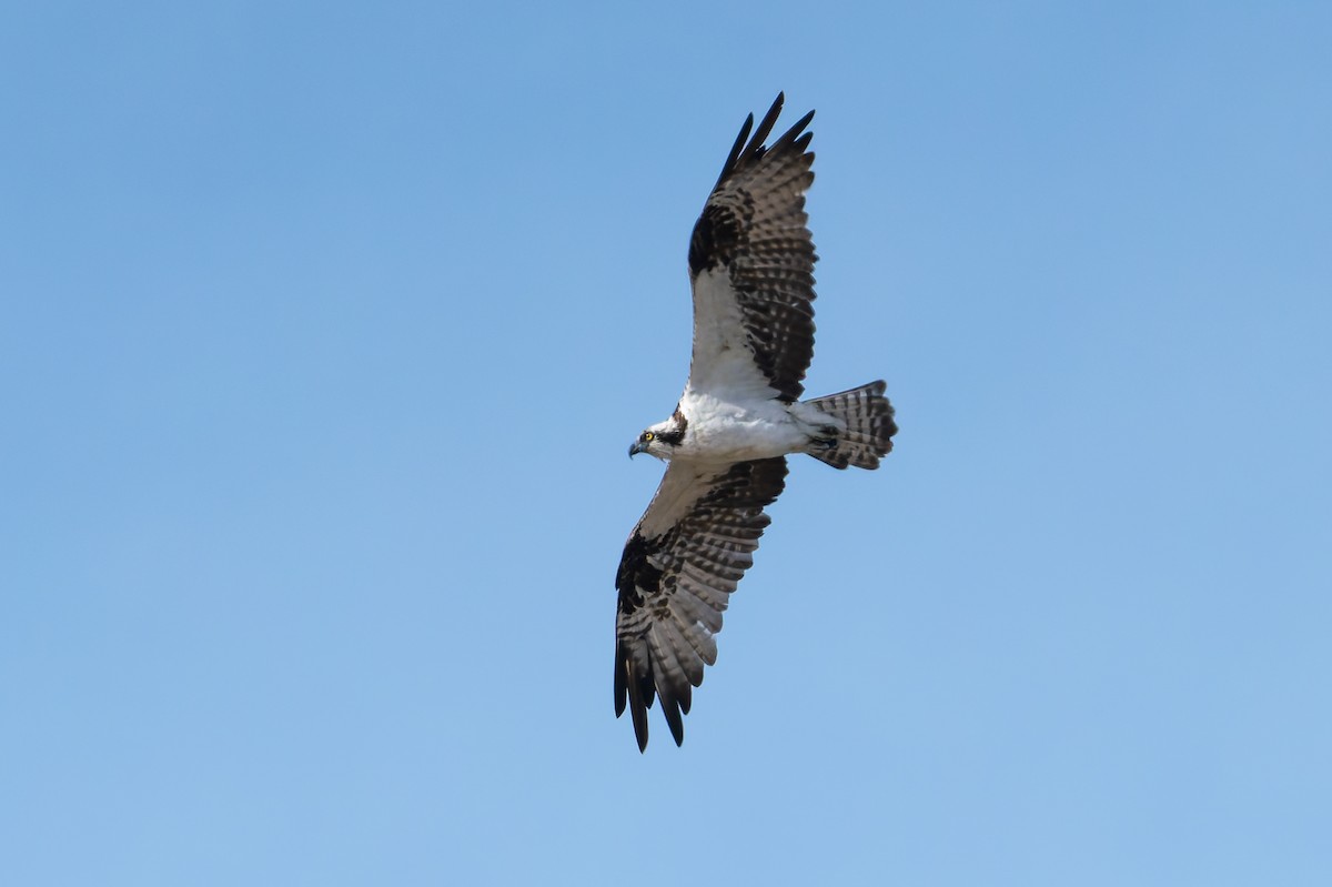 Osprey - ML628115573