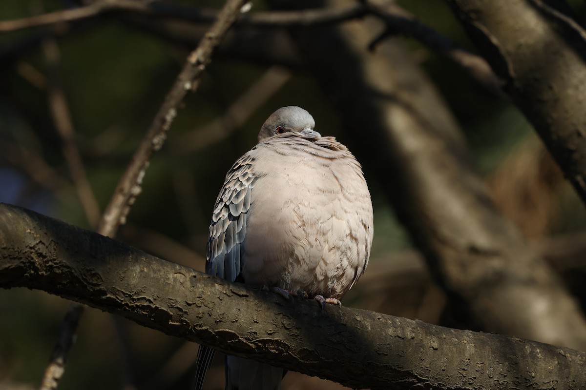 hrdlička východní - ML628115592