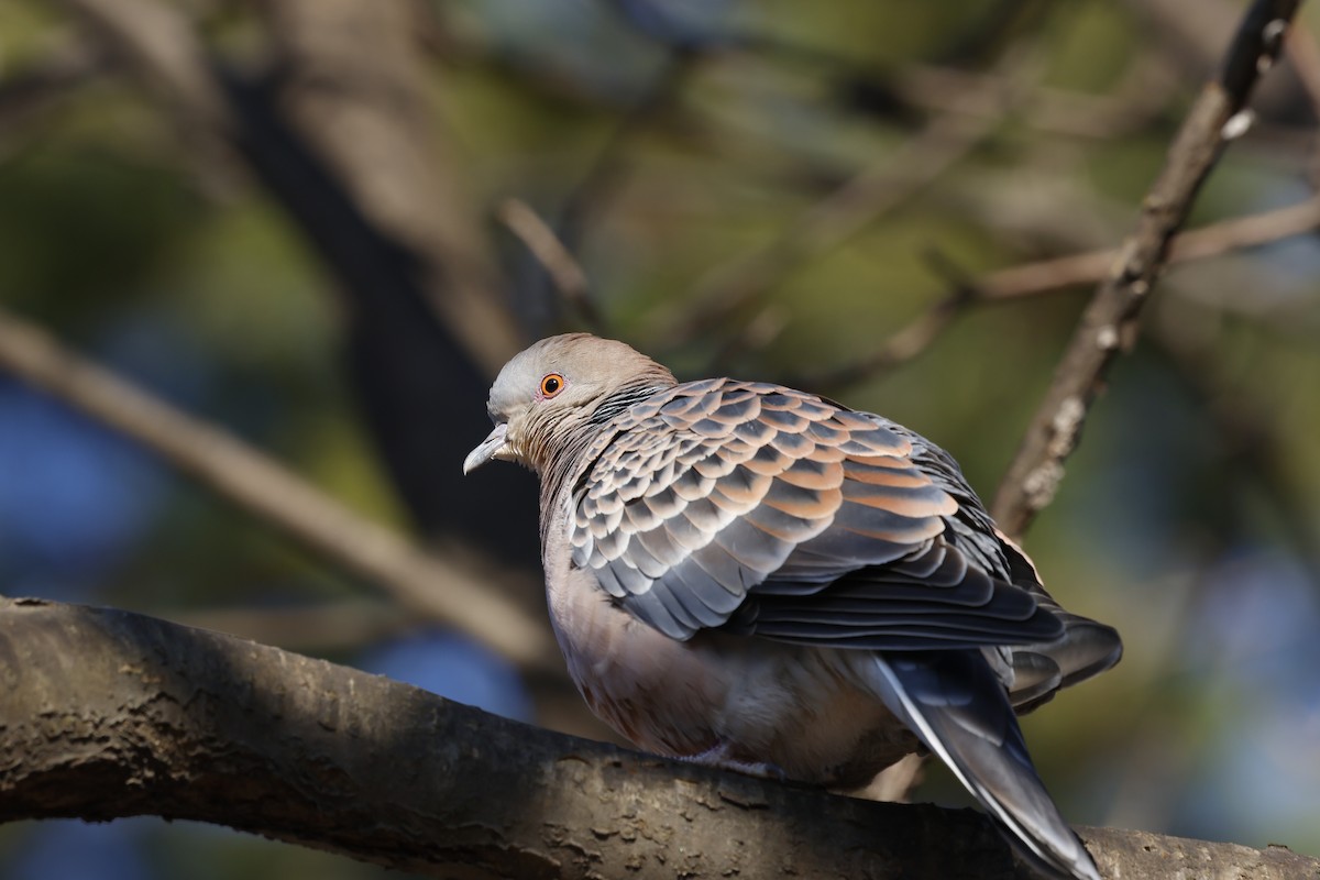 hrdlička východní - ML628115593