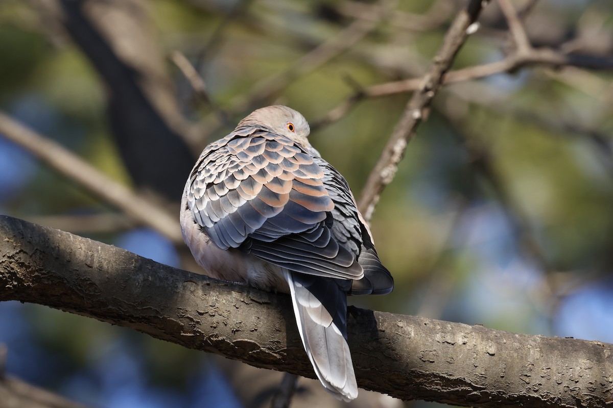 hrdlička východní - ML628115594