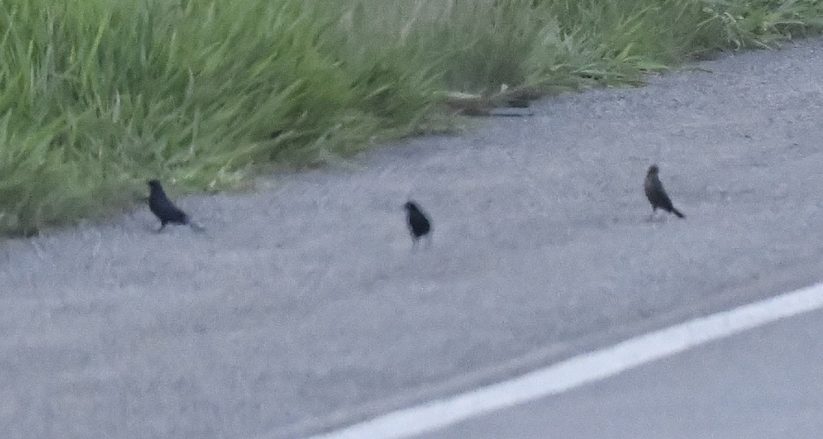 Shiny Cowbird - ML628115610