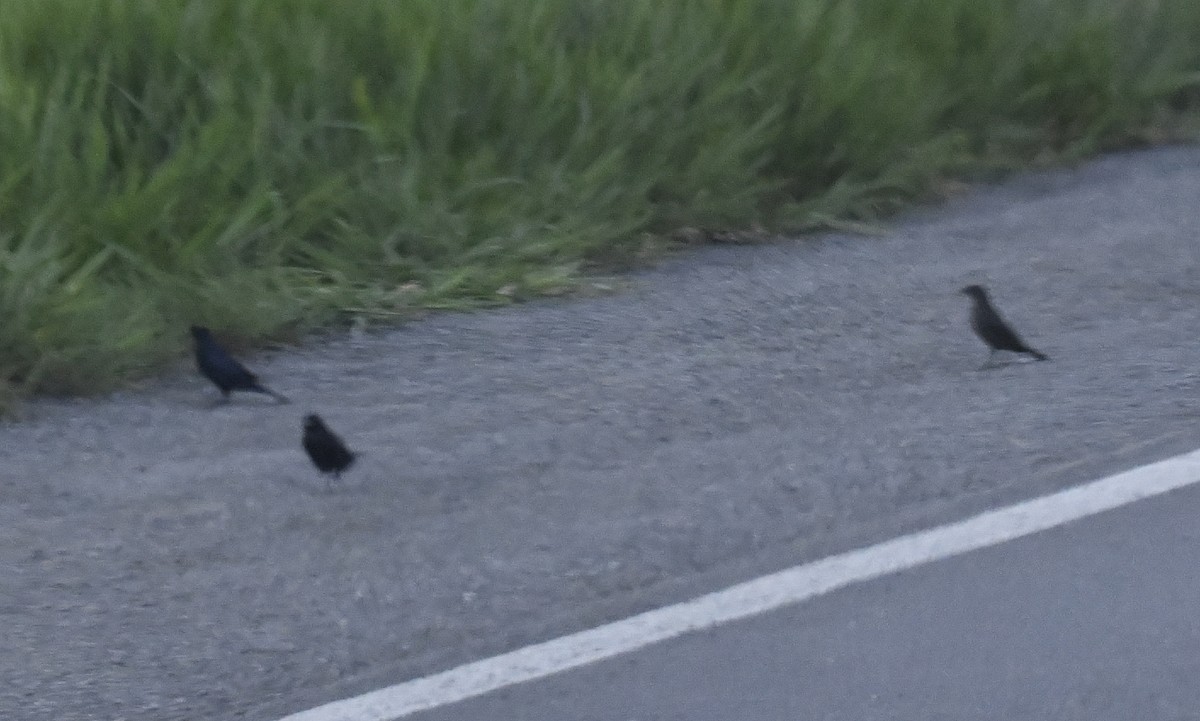 Shiny Cowbird - ML628115611