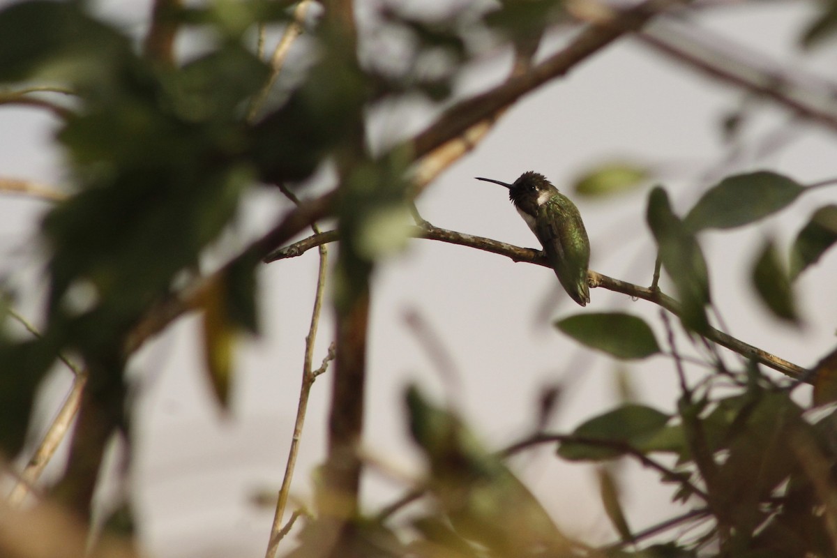 Costa's Hummingbird - ML628115639