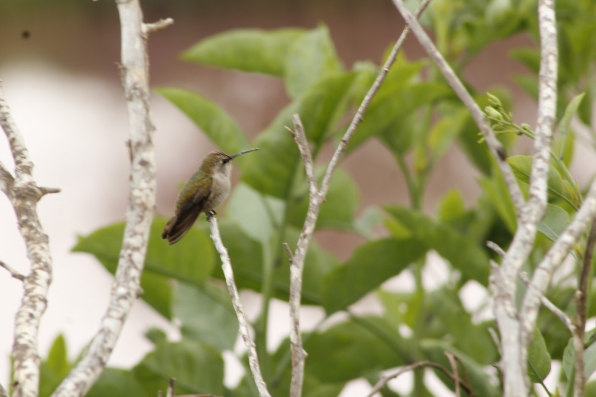 Costa's Hummingbird - ML628115640