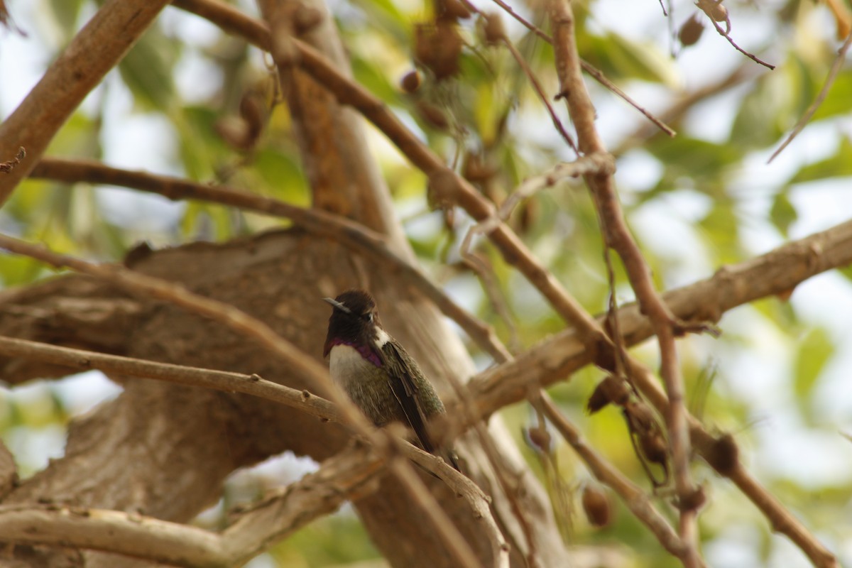 Costa's Hummingbird - ML628115641