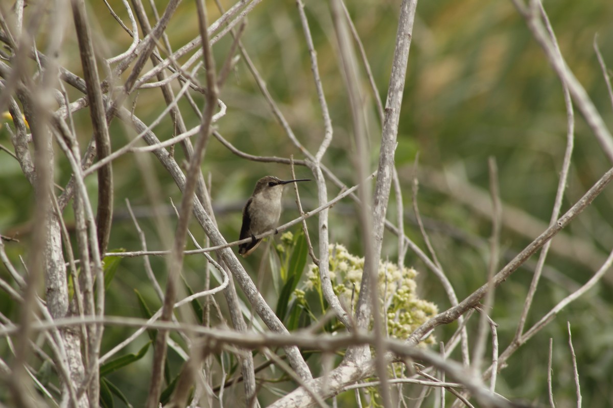 Costa's Hummingbird - ML628115642