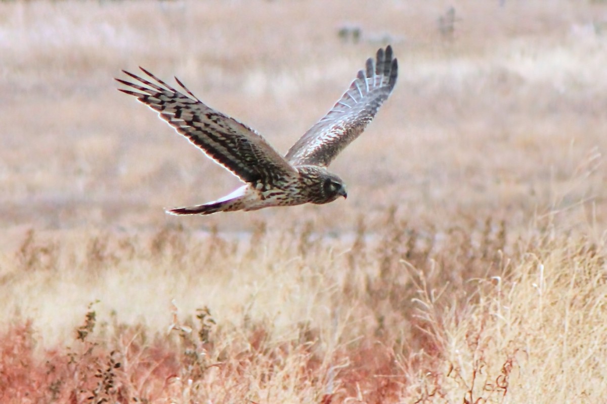 Northern Harrier - ML628115796