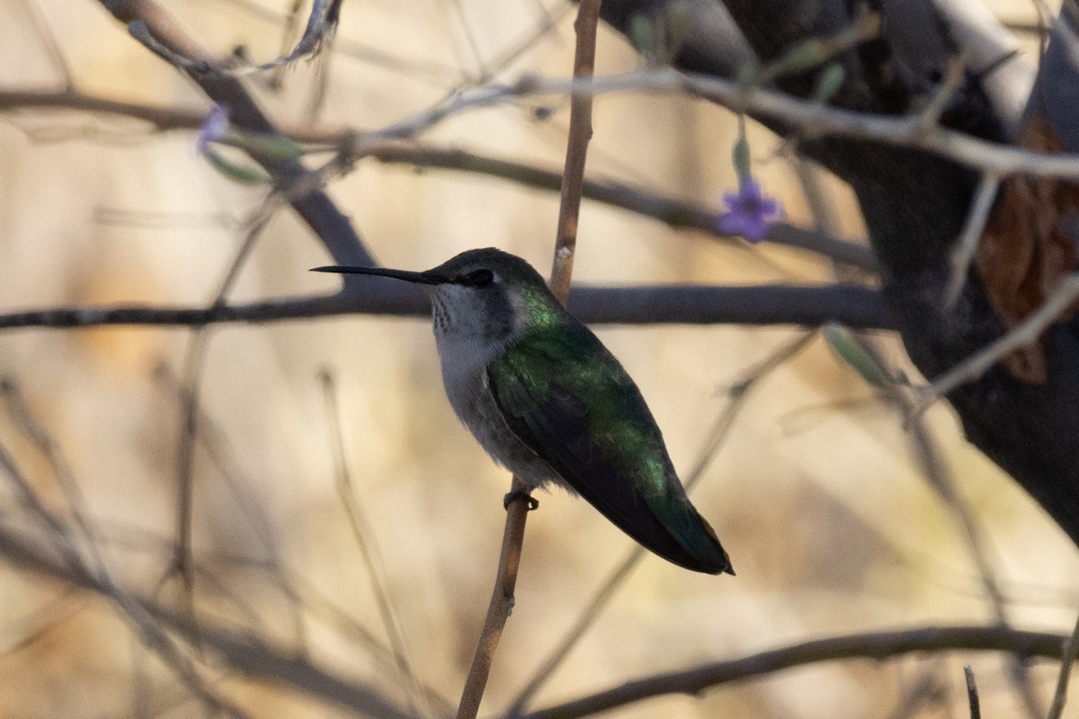 Costa's Hummingbird - ML628115839