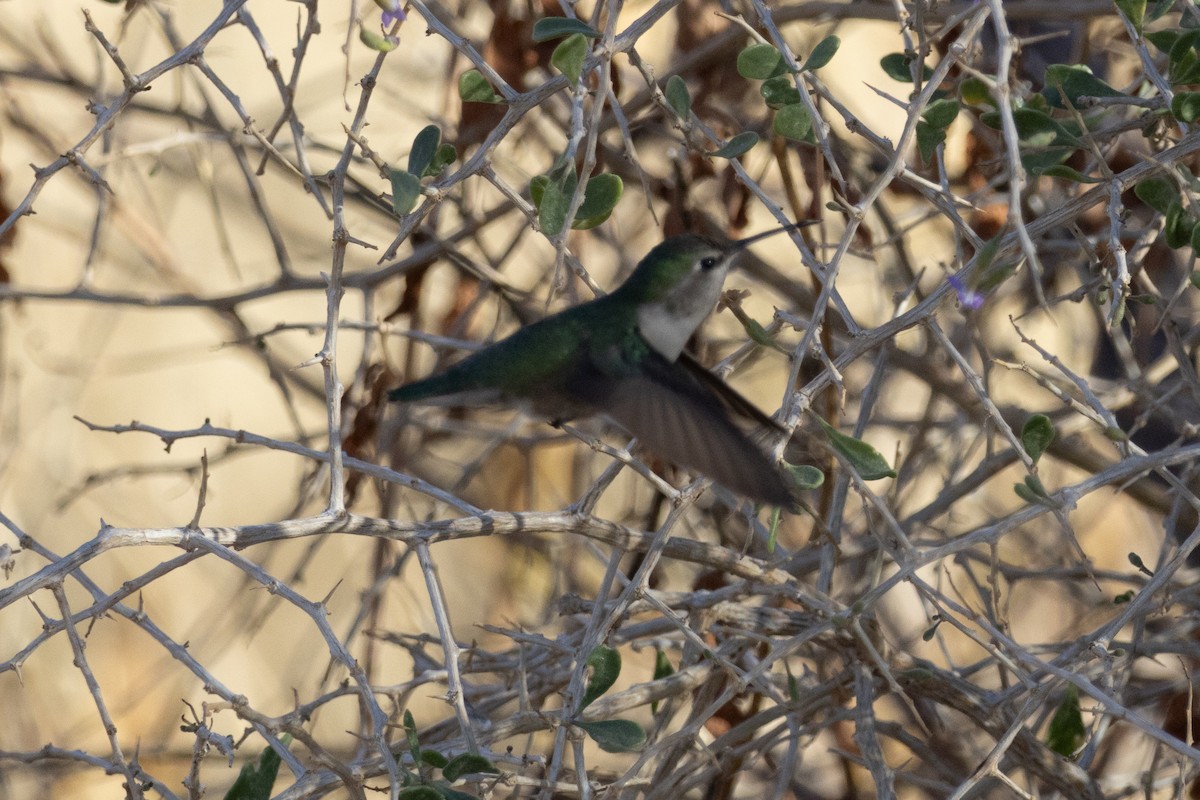 Costa's Hummingbird - ML628115840