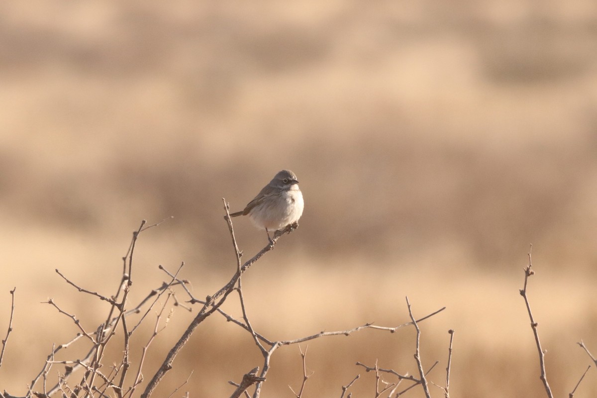 Sagebrush Sparrow - ML628115881