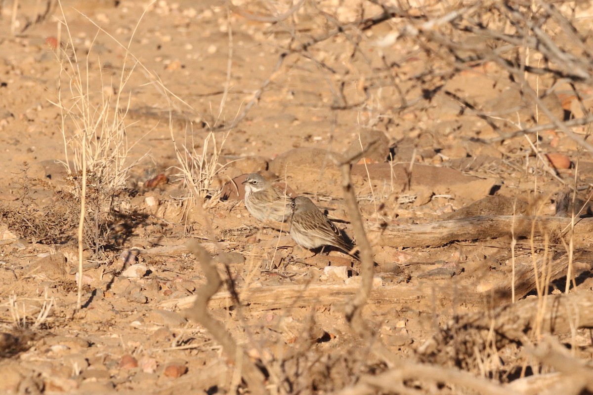 Sagebrush Sparrow - ML628115882