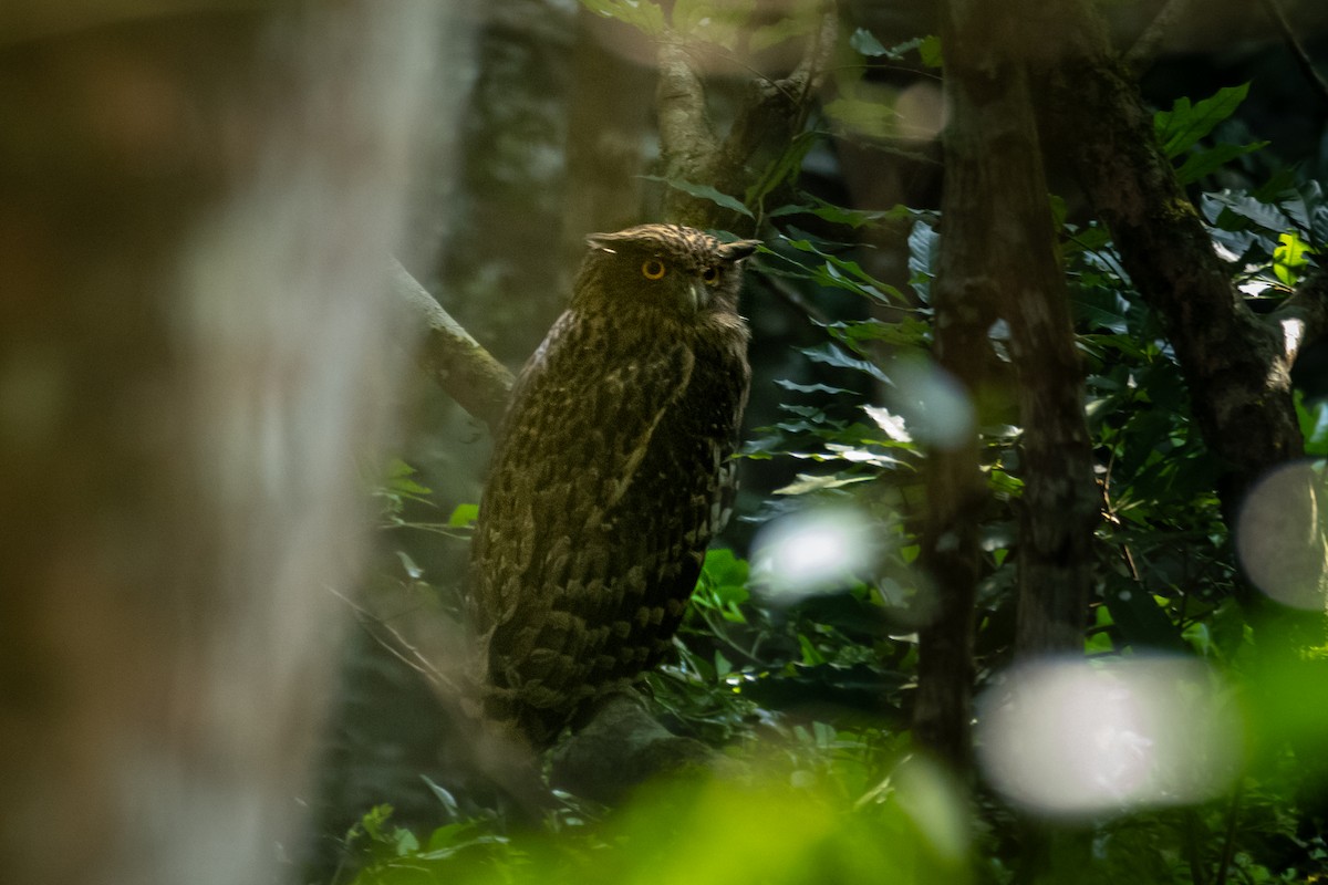 Brown Fish-Owl - ML628115902