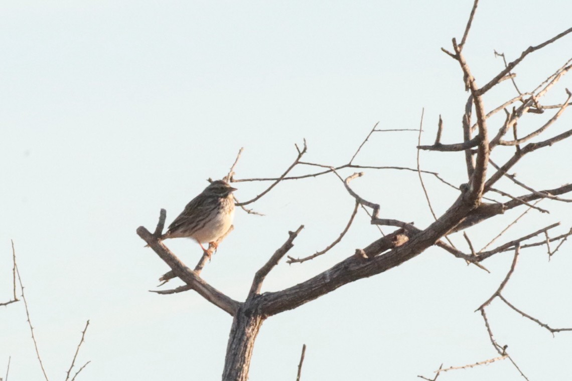 Savannah Sparrow - ML628115910