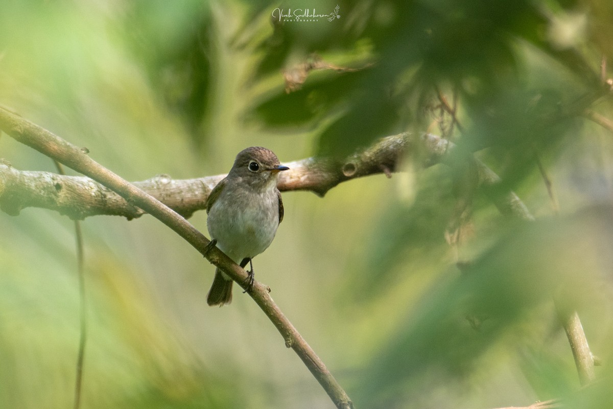 Asian Brown Flycatcher - ML628115933