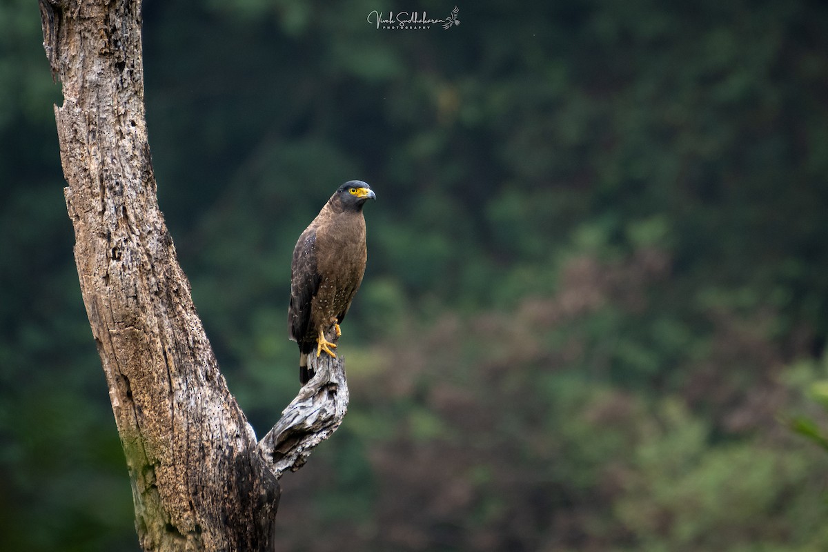 Crested Serpent-Eagle - ML628115938