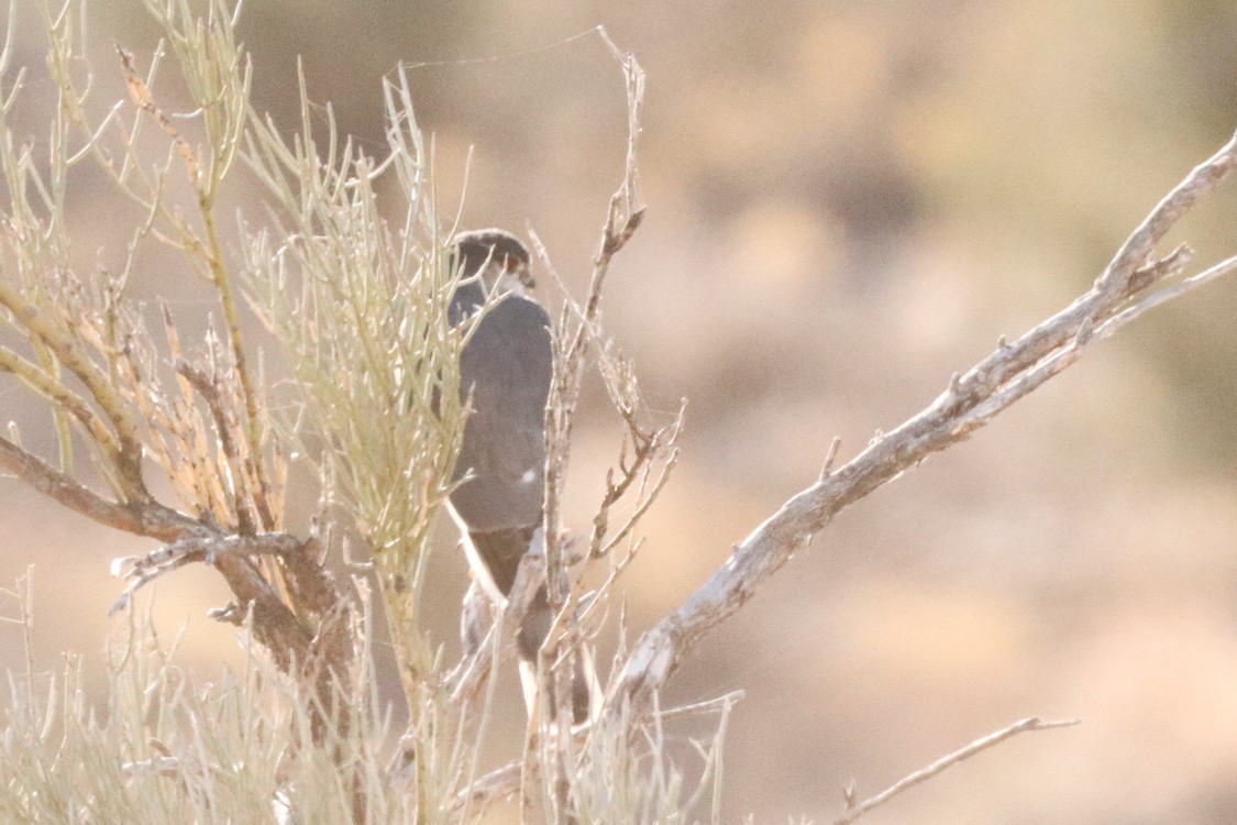 Sharp-shinned Hawk - ML628115983