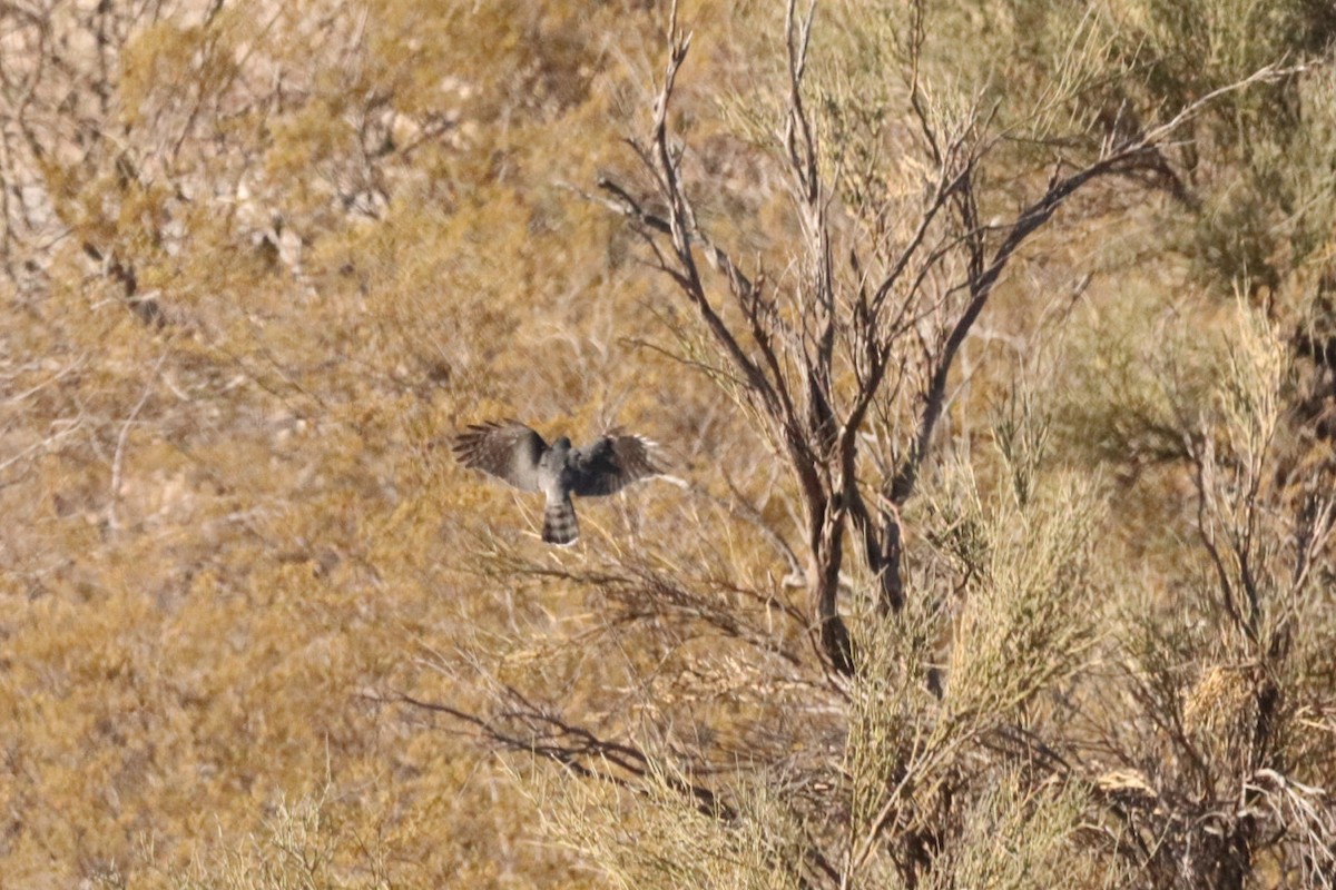 Sharp-shinned Hawk - ML628115984