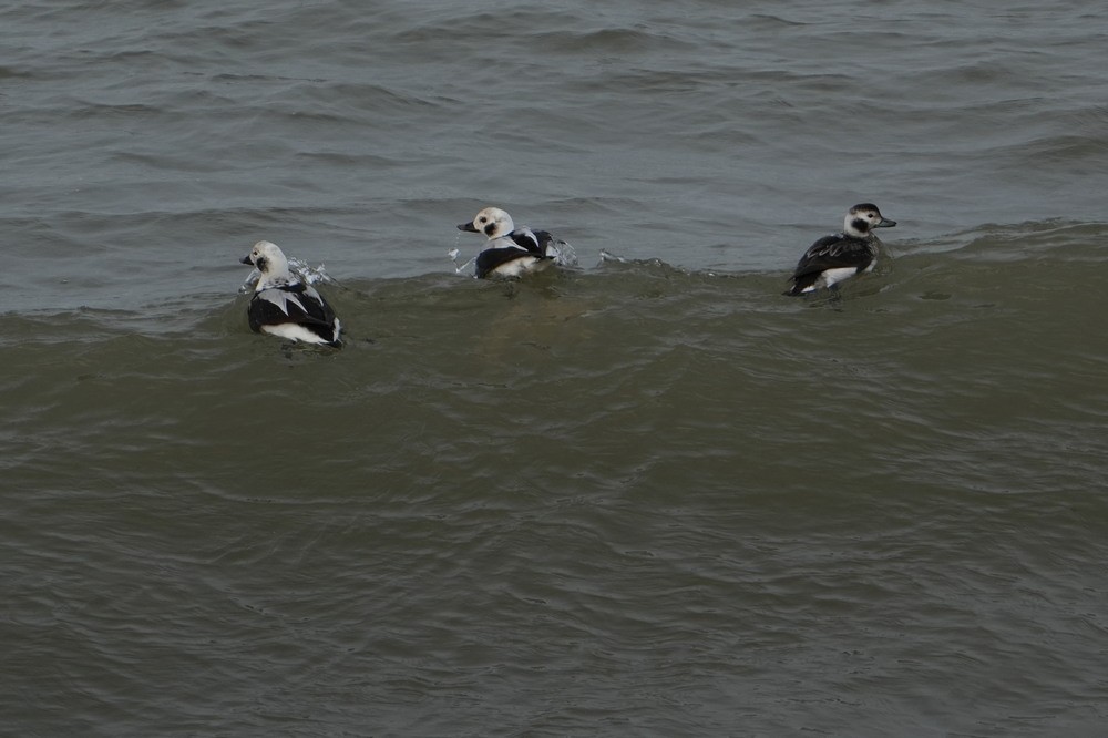 Long-tailed Duck - ML628116028