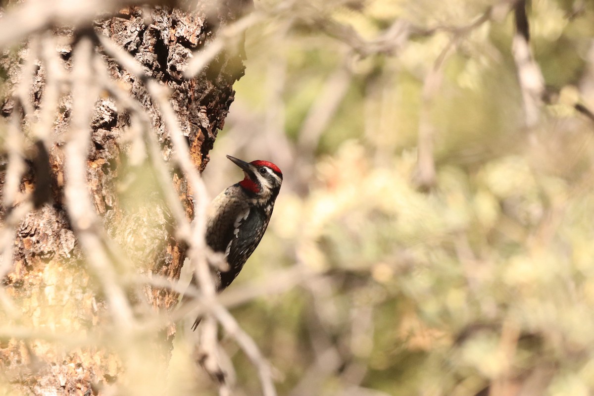 Red-naped Sapsucker - ML628116034