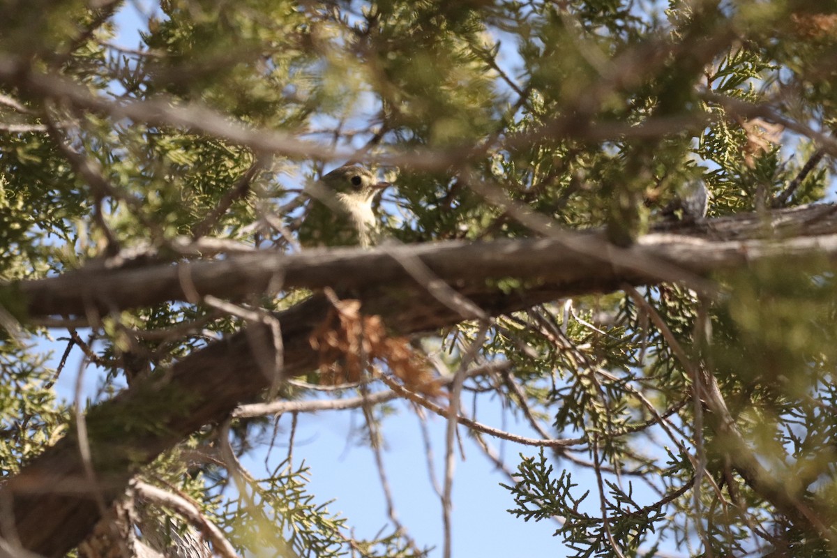 Hutton's Vireo - ML628116042