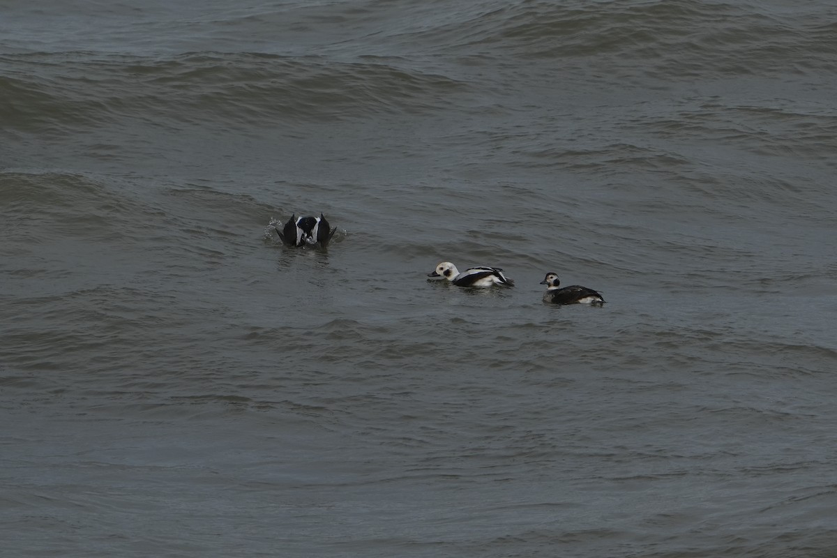 Long-tailed Duck - ML628116079