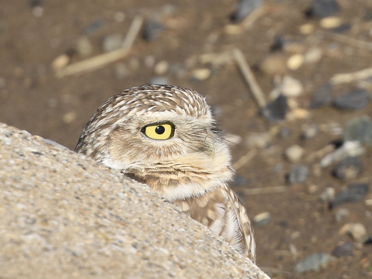 Burrowing Owl - ML628116083