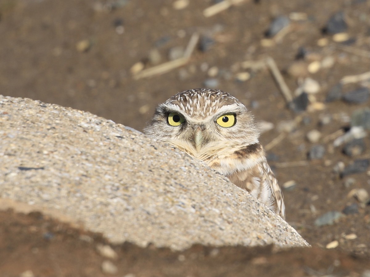 Burrowing Owl - ML628116084