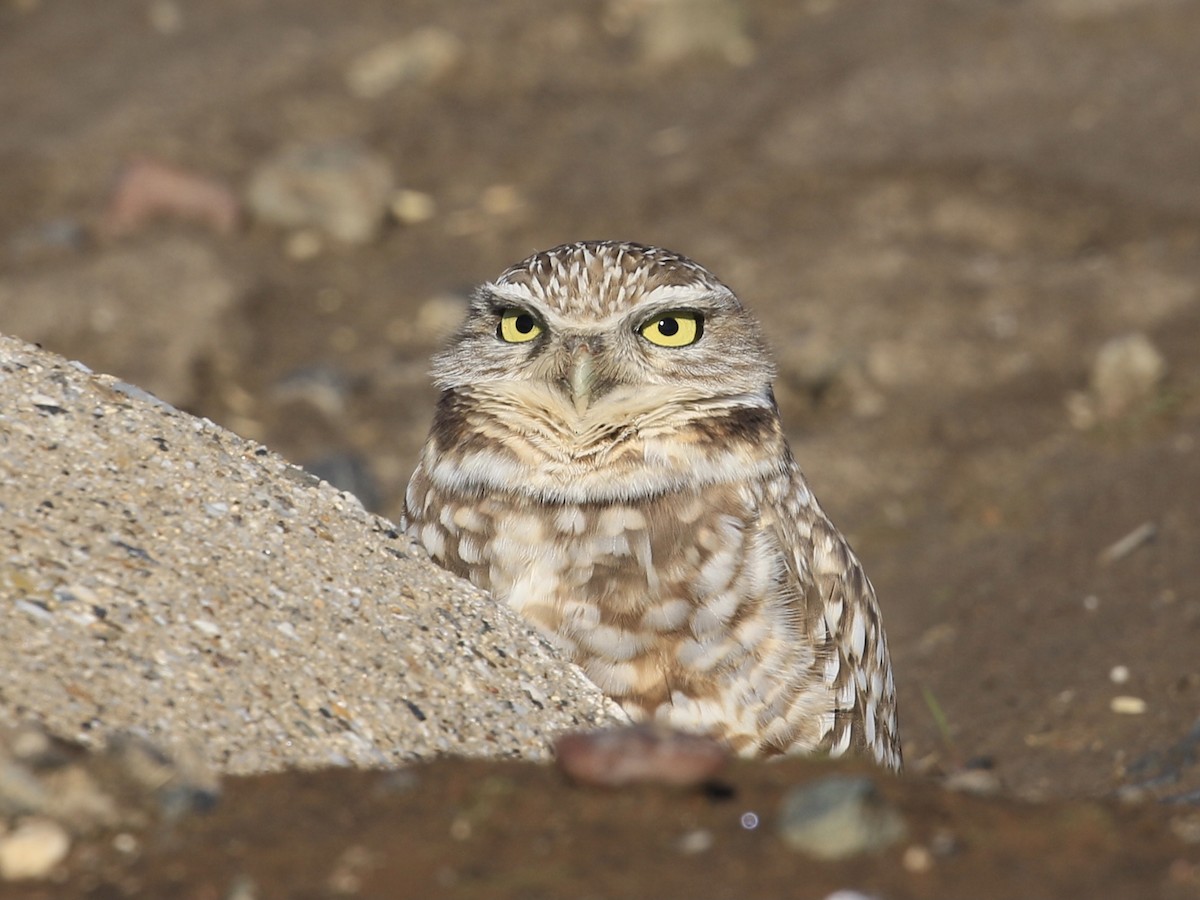 Burrowing Owl - ML628116085
