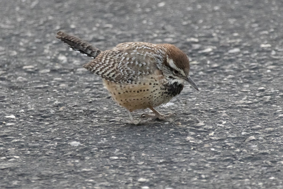 Cactus Wren - ML628116188