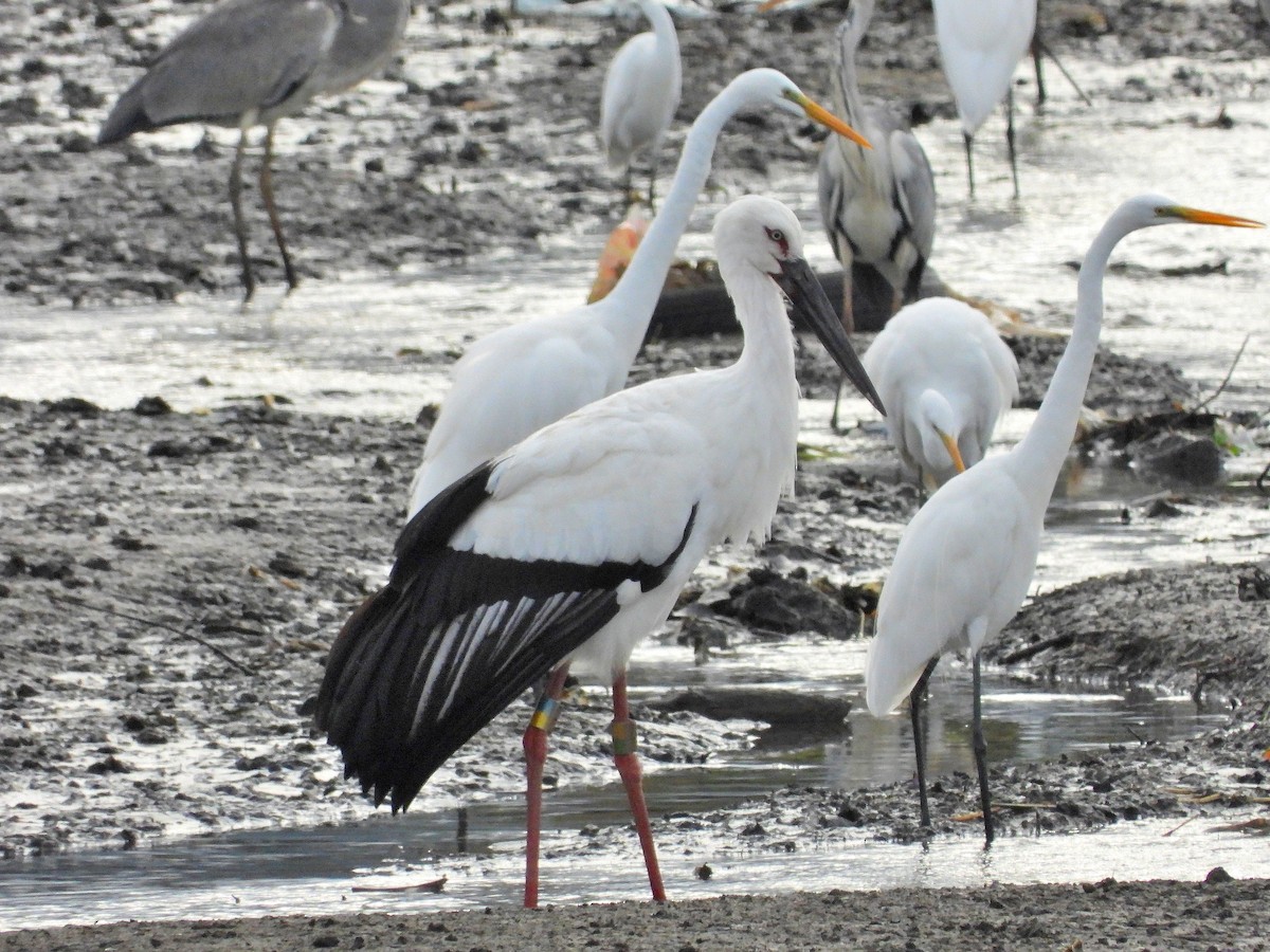 Oriental Stork - ML628116193