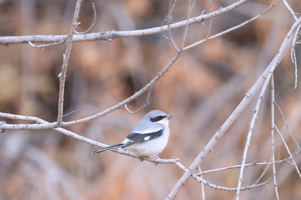 Loggerhead Shrike - ML628116207