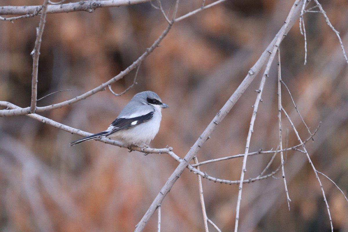 Loggerhead Shrike - ML628116208