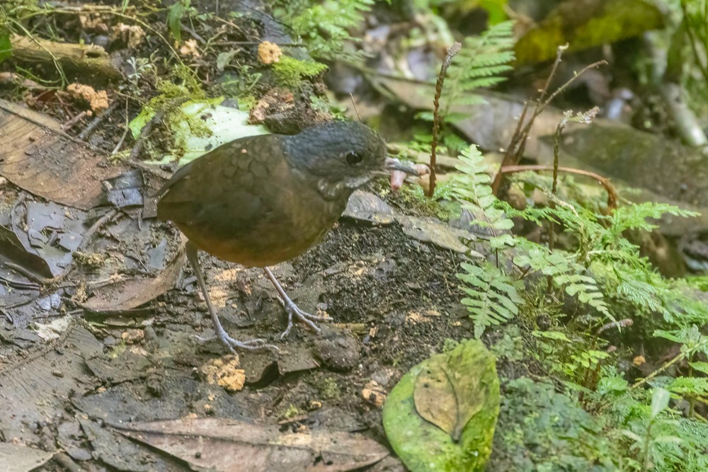 Moustached Antpitta - ML628116231