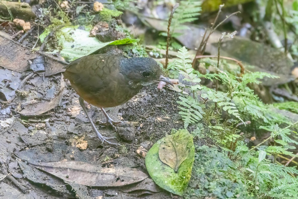 Moustached Antpitta - ML628116232