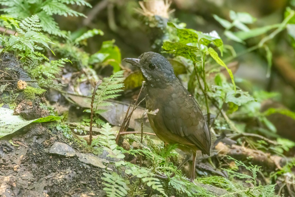 Moustached Antpitta - ML628116233