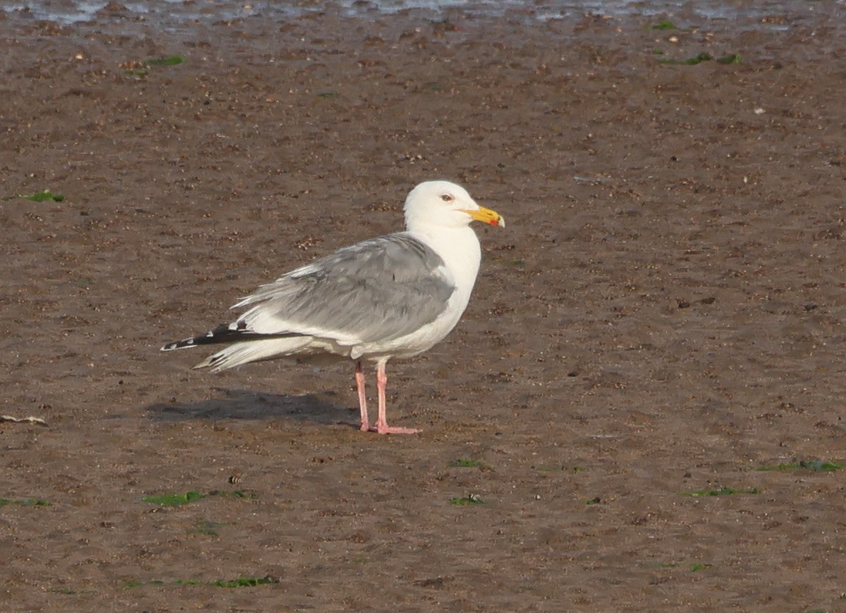 モンゴルセグロカモメ - ML628116251