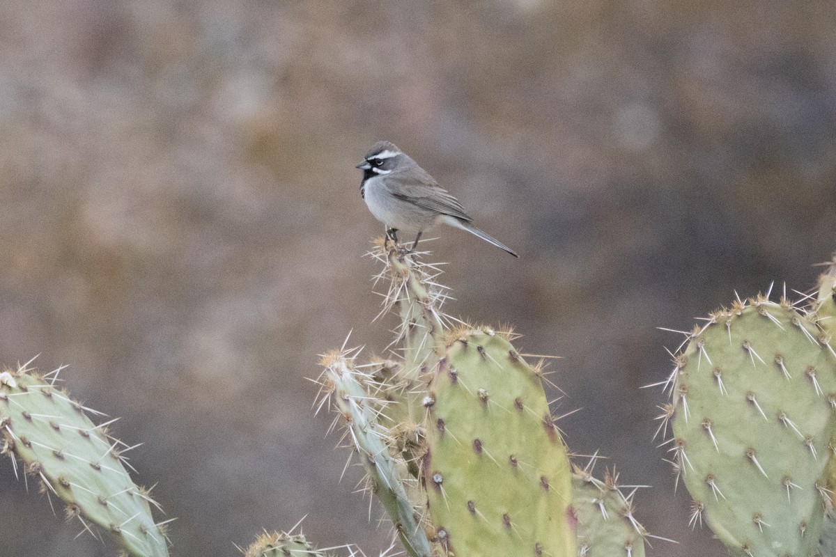 Black-throated Sparrow - ML628116269