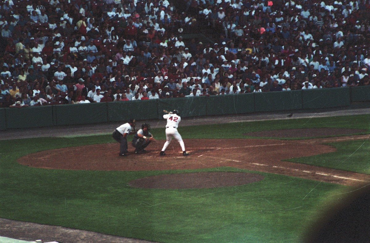 יונת בית - ML628116444