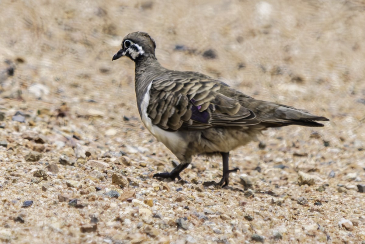 Squatter Pigeon - ML628116544