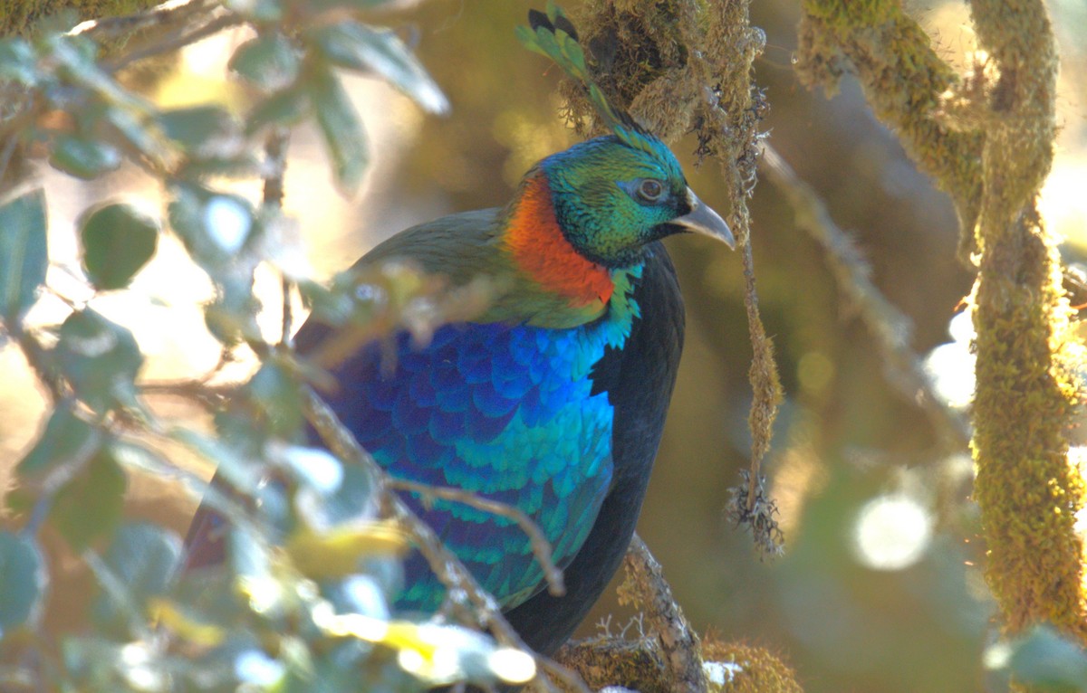 Himalayan Monal - ML628116587