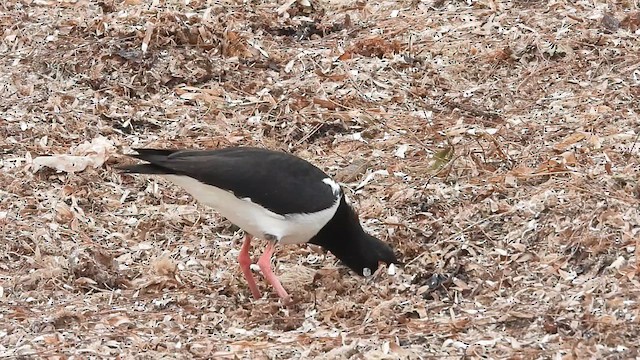 Pied Oystercatcher - ML628116639