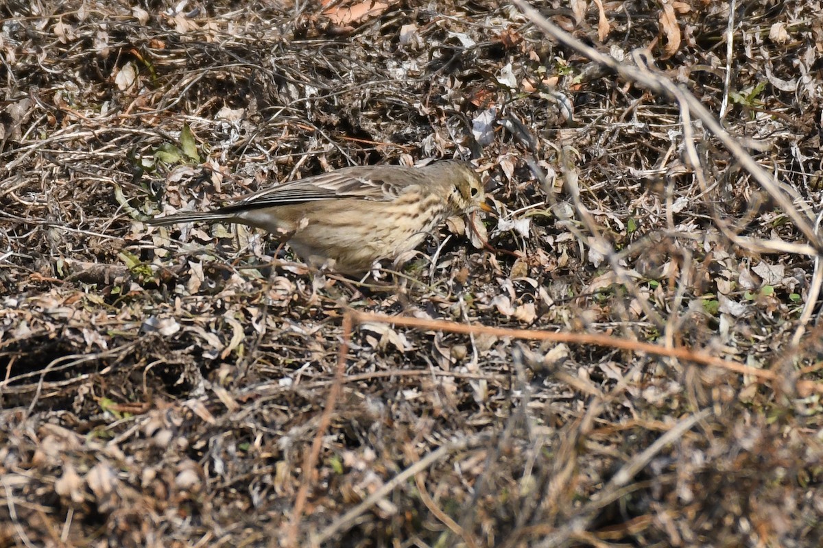 American Pipit - ML628116826