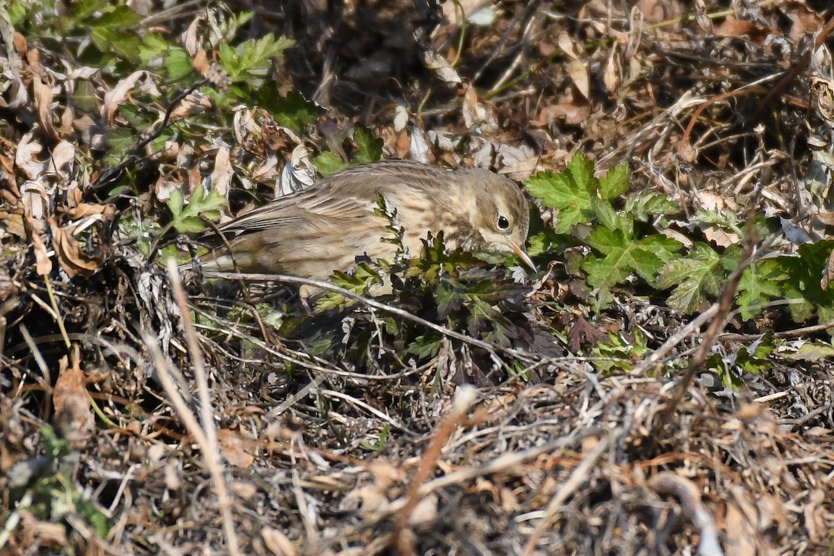American Pipit - ML628116827