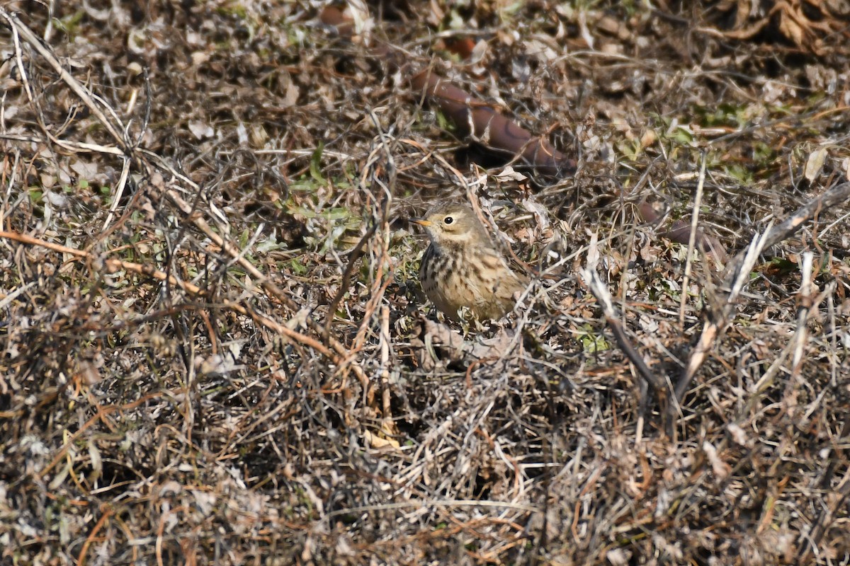 American Pipit - ML628116828