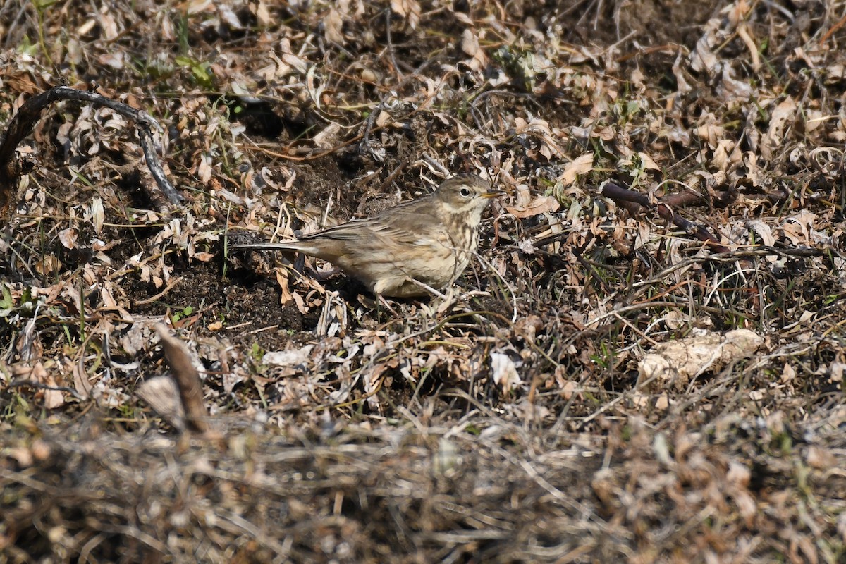 American Pipit - ML628116829