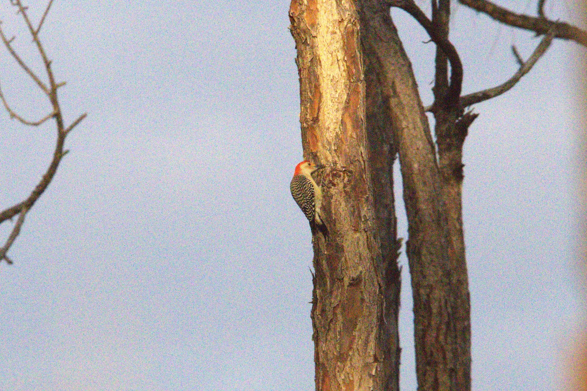 Red-bellied Woodpecker - ML628116864