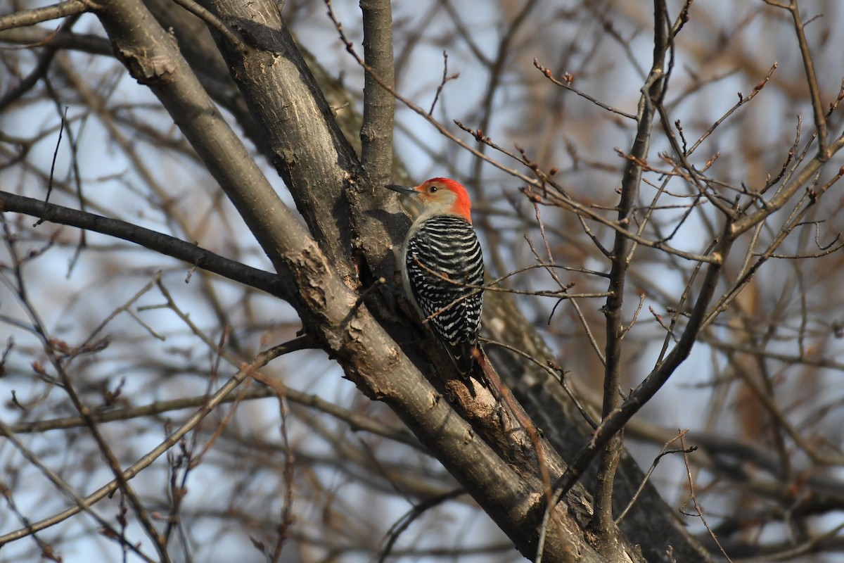 Red-bellied Woodpecker - ML628116914